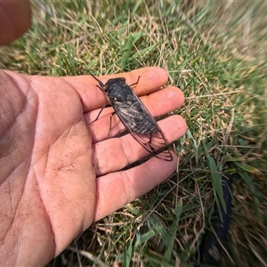 Psaltoda moerens (Redeye cicada) at Bredbo, NSW by WhiteRabbit