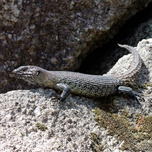 Egernia cunninghami (Cunningham's Skink) at Paddys River, ACT by RomanSoroka