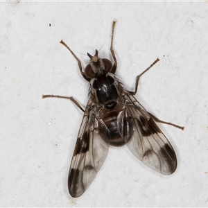 Cardiacera sp. (genus) (Scarab Fly) at Melba, ACT by kasiaaus