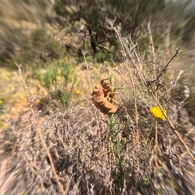 Unidentified Insect at Bredbo, NSW - 25 Nov 2024 by WhiteRabbit