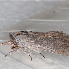 Destolmia lineata (Streaked Notodontid Moth) at Melba, ACT - 27 Nov 2024 by kasiaaus