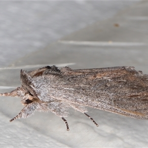 Destolmia lineata (Streaked Notodontid Moth) at Melba, ACT by kasiaaus