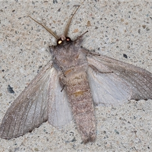 Destolmia lineata at Melba, ACT - 28 Nov 2024 12:54 AM