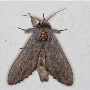 Destolmia lineata at Melba, ACT - 28 Nov 2024 12:54 AM