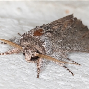 Destolmia lineata at Melba, ACT - 28 Nov 2024 12:54 AM