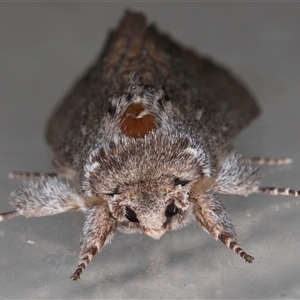 Destolmia lineata at Melba, ACT - 28 Nov 2024 12:54 AM