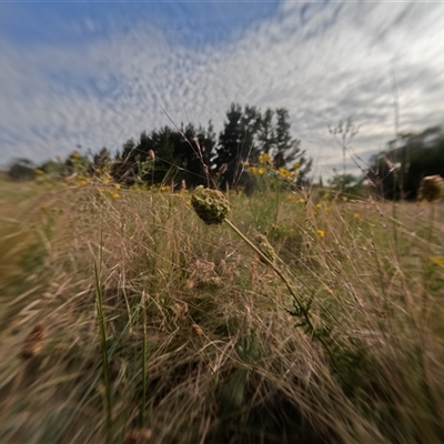 Unidentified Other Wildflower or Herb at Bredbo, NSW - 25 Nov 2024 by WhiteRabbit