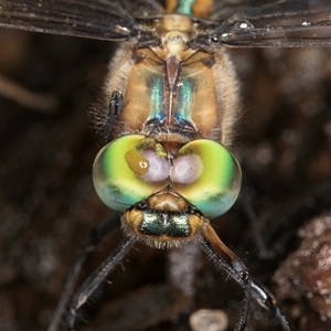 Hemicordulia australiae (Australian Emerald) at Melba, ACT by kasiaaus