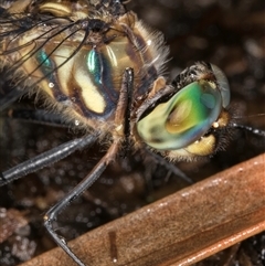 Hemicordulia australiae at Melba, ACT - 28 Nov 2024 09:10 AM