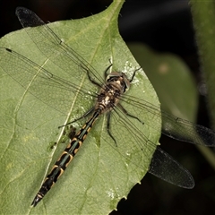 Hemicordulia australiae at Melba, ACT - 28 Nov 2024 09:10 AM