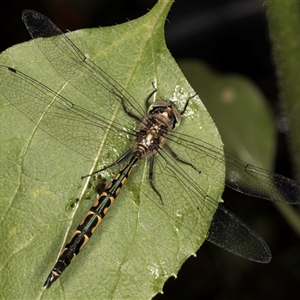 Hemicordulia australiae at Melba, ACT - 28 Nov 2024