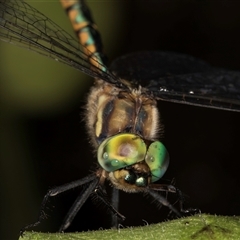 Hemicordulia australiae at Melba, ACT - 28 Nov 2024