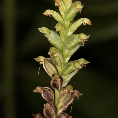 Microtis sp. (Onion Orchid) at Melba, ACT - 27 Nov 2024 by kasiaaus