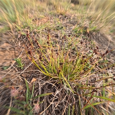 Schoenus apogon (Common Bog Sedge) at Bredbo, NSW - 25 Nov 2024 by WhiteRabbit