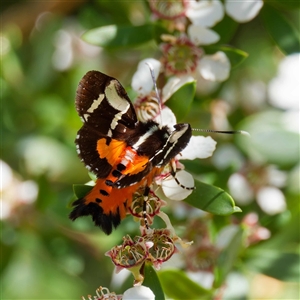 Hecatesia fenestrata at Uriarra Village, ACT - 2 Dec 2024