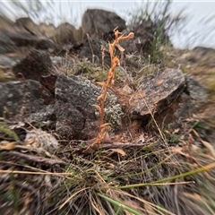 Oligochaetochilus sp. (A Rustyhood Orchid) at Bredbo, NSW - 28 Nov 2024 by WhiteRabbit