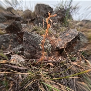 Oligochaetochilus sp. (A Rustyhood Orchid) at Bredbo, NSW by WhiteRabbit