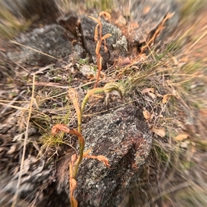 Oligochaetochilus hamatus (Southern Hooked Rustyhood) at Bredbo, NSW by WhiteRabbit