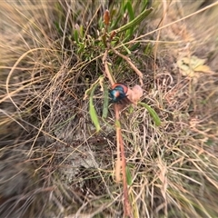 Unidentified Insect at Bredbo, NSW - 25 Nov 2024 by WhiteRabbit