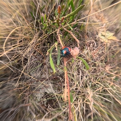 Unidentified Insect at Bredbo, NSW - 25 Nov 2024 by WhiteRabbit