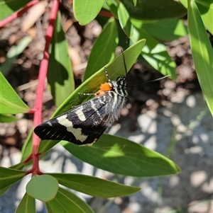 Phalaenoides glycinae at Weston, ACT - 2 Dec 2024