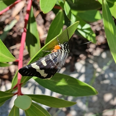 Phalaenoides glycinae at Weston, ACT - 2 Dec 2024 by jmcleod