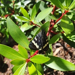 Phalaenoides glycinae at Weston, ACT - 2 Dec 2024