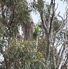 Polytelis swainsonii (Superb Parrot) at Throsby, ACT - 2 Dec 2024 by RangerRiley