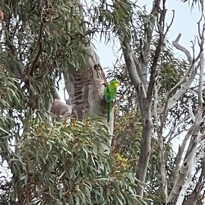 Polytelis swainsonii (Superb Parrot) at Throsby, ACT - 3 Dec 2024 by RangerRiley