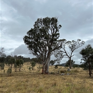 Polytelis swainsonii at Throsby, ACT - suppressed