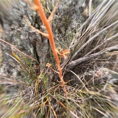 Unidentified Lily or Iris at Bredbo, NSW - 2 Dec 2024 by WhiteRabbit