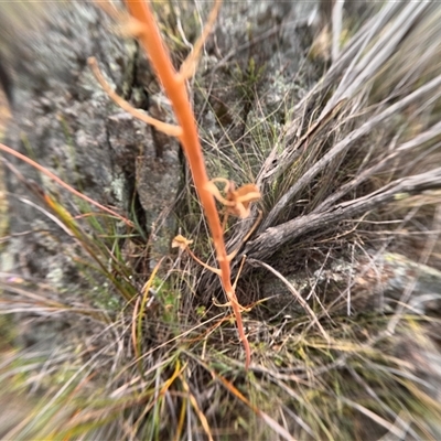 Unidentified Lily or Iris at Bredbo, NSW - 2 Dec 2024 by WhiteRabbit