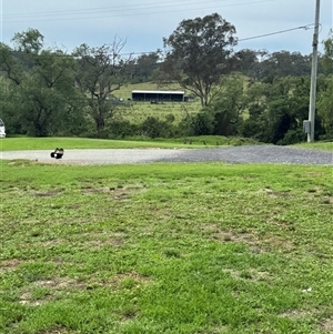 Papilio aegeus at Brownlow Hill, NSW - 3 Dec 2024 10:57 AM