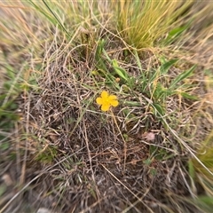 Unidentified Other Wildflower or Herb at Bredbo, NSW - 25 Nov 2024 by WhiteRabbit