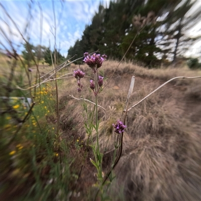 Unidentified Other Wildflower or Herb at Bredbo, NSW - 25 Nov 2024 by WhiteRabbit