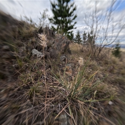 Rytidosperma sp. (Wallaby Grass) at Bredbo, NSW - 26 Nov 2024 by WhiteRabbit