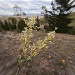 Unidentified Other Shrub at Bredbo, NSW - 26 Nov 2024 by WhiteRabbit