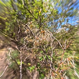 Clematis leptophylla (Small-leaf Clematis, Old Man's Beard) at Bredbo, NSW by WhiteRabbit