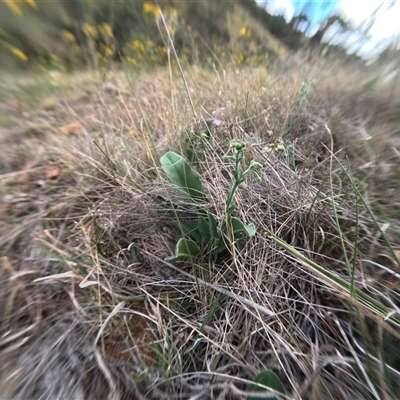 Unidentified Other Wildflower or Herb at Bredbo, NSW - 28 Nov 2024 by WhiteRabbit