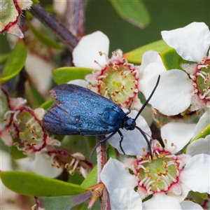 Turneriprocris dolens (A Zygaenid moth) at Uriarra Village, ACT by DPRees125