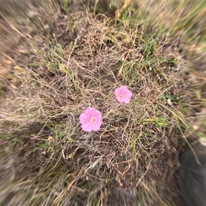 Convolvulus angustissimus subsp. angustissimus (Australian Bindweed) at Bredbo, NSW by WhiteRabbit