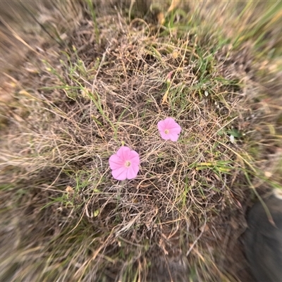 Unidentified Other Wildflower or Herb at Bredbo, NSW - 28 Nov 2024 by WhiteRabbit