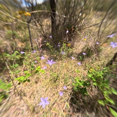 Unidentified Other Wildflower or Herb at Bredbo, NSW - 28 Nov 2024 by WhiteRabbit