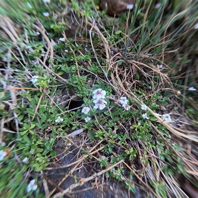 Unidentified Other Wildflower or Herb at Bredbo, NSW - 28 Nov 2024 by WhiteRabbit