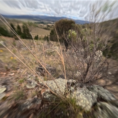 Austrostipa sp. (A Corkscrew Grass) at Bredbo, NSW - 1 Dec 2024 by WhiteRabbit