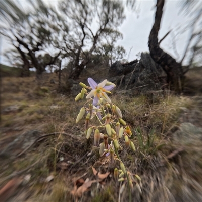 Dianella longifolia (Pale Flax Lily) at Bredbo, NSW - 1 Dec 2024 by WhiteRabbit