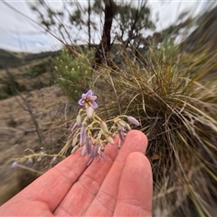 Dianella longifolia (Pale Flax Lily) at Bredbo, NSW - 30 Nov 2024 by WhiteRabbit