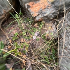 Unidentified Other Wildflower or Herb at Bredbo, NSW - 25 Nov 2024 by WhiteRabbit