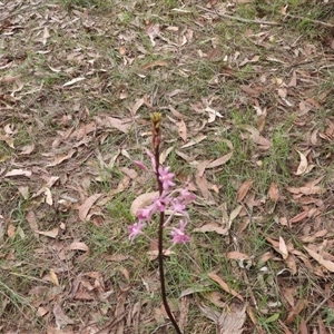 Dipodium roseum at Oakdale, NSW - suppressed