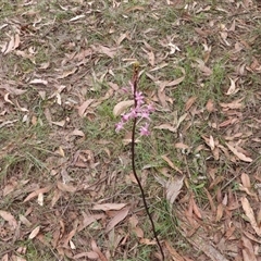 Dipodium roseum at Oakdale, NSW - suppressed